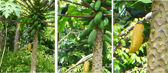 Images of Blackbird eating Papaya fruit