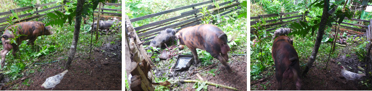 Images of Boar and castrated Boar in same pig pen