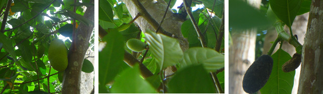 Images of young Jackfruit on new tree