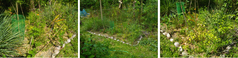 Images of tropical garden patch
