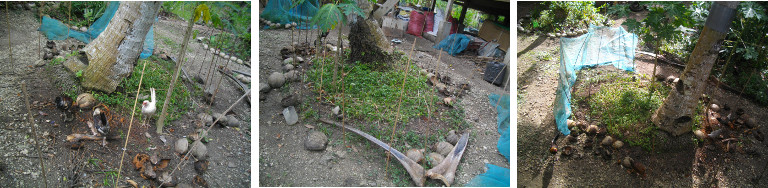 IMages of coconut compost patch being renovated