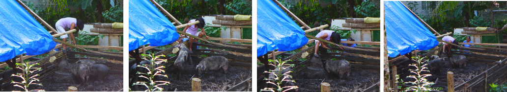 Images of pig pen fence being improved to prevent
          escape