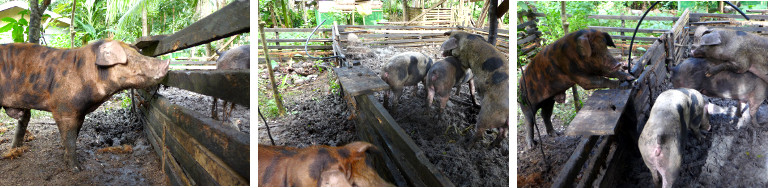 Images of female pigs excited by boar
