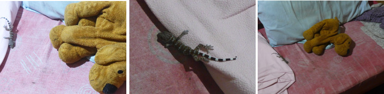 Image of Gecko fallen from cieling onto sofa
