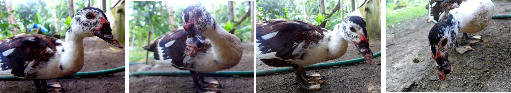 Images of duck with deformd beak