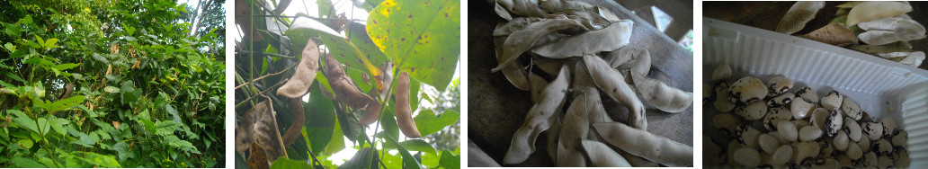 Images of beans in various stages during and after
          picking