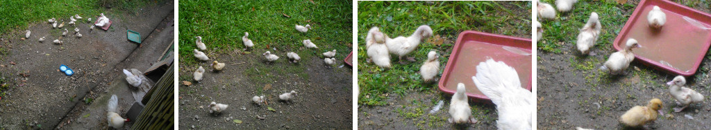 Images of young ducklings free in
            garden