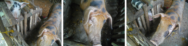 Images of two pigs in neighbouring pens