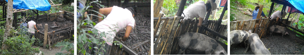 Images of women repairing pig pen