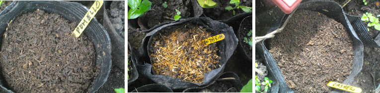 Images of pots with newly planted fruit seeds