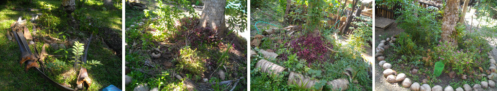 Images of garden patches around trees in tropical
          garden