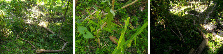 Images of trapical garden patch reserved for wild
          growth