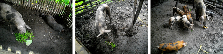 Images of tropical backyard pigs