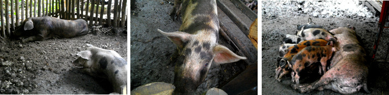 Images of pigs in tropical backyard