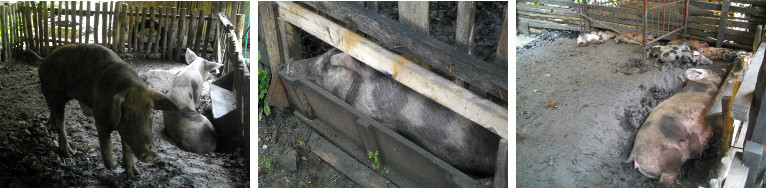 Images of tropical backyard pigs