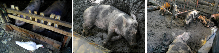 Images of tropical backyard pigs