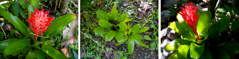 Images of Bromeliads