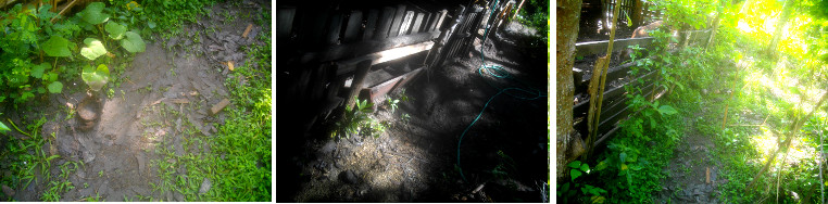 Images of subsided flood water in tropical garden