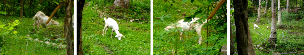 Images of goats in tropical garden