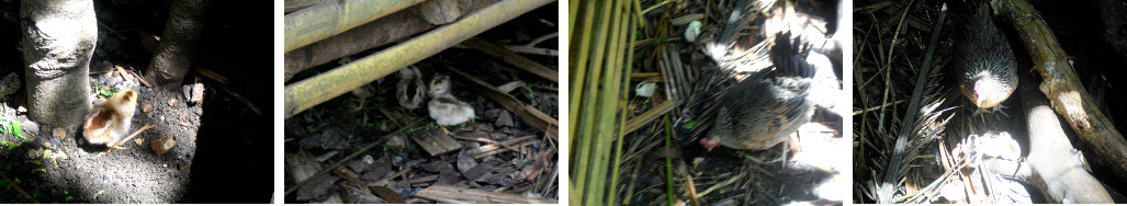 Images of newly hatched chicks in a goat pen in a
        tropical garden