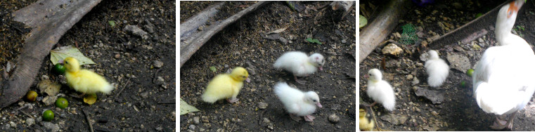 Images of ducklings newly hatched in a tropical garden