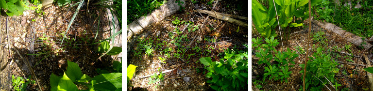 Images of recently sown seeds
        sprouting in tropical garden