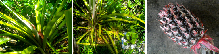 Images of pineapple after cutting and replanting
        "crown"