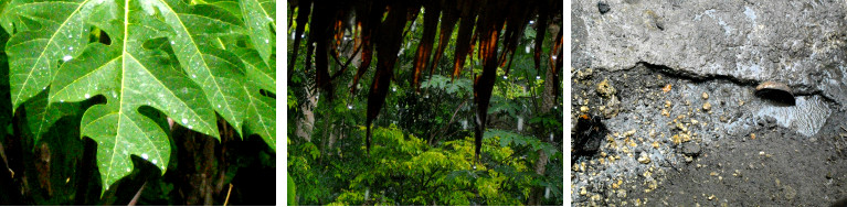 Images of light tropical rain