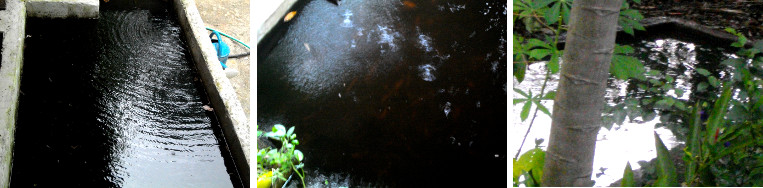 Images of light tropical rain