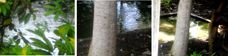 Images of light tropical rain