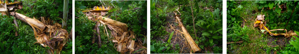 Images of falllen banana tree being cleared up