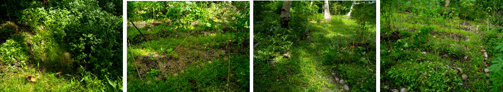 Imjages of a tropical garden being
        cleared of weeds