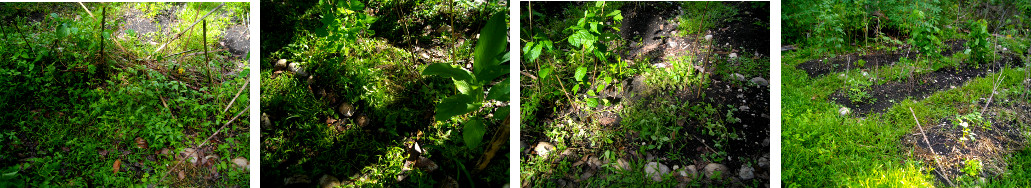 Images of tropical garden patches being cleaned up