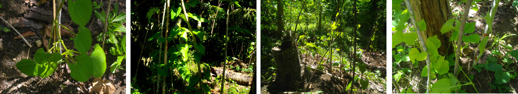 Images of Yam growing in a tropical garden