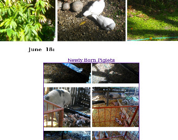 Visual link to
          June Garden Diary