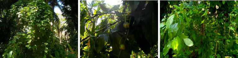 Images of Cobra Vine growing on advocado tree
