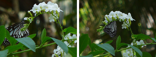 Images of tropical butterfly on flowering bush