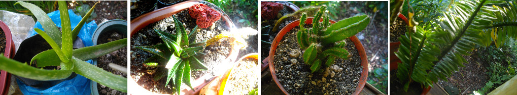 Images of cacti on tropical balcony