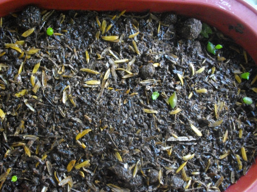 Image of young cactus seedlings