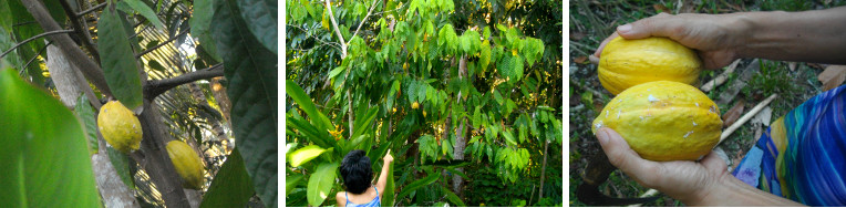 Images of Cocao Bean Pods being collected