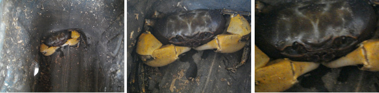 Images of crab found in Bohol garden