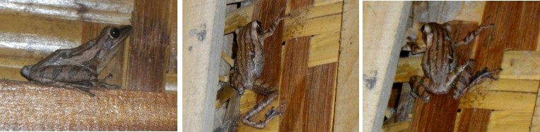 Images of frog on bamboo wall inside
        house