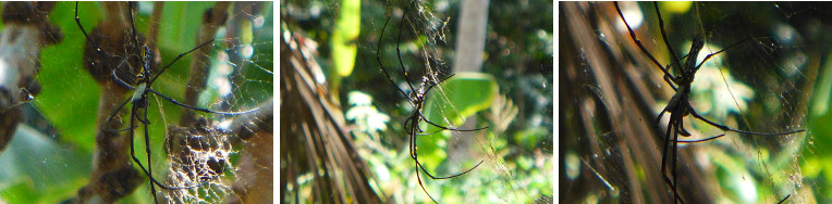 Images of tropical garden spiders