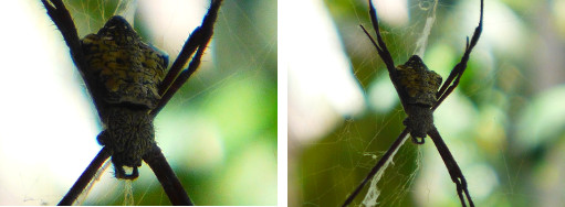 Images of tropical garden spider