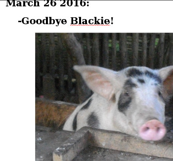 Visual link to webpage documenting slaughter of Blackie