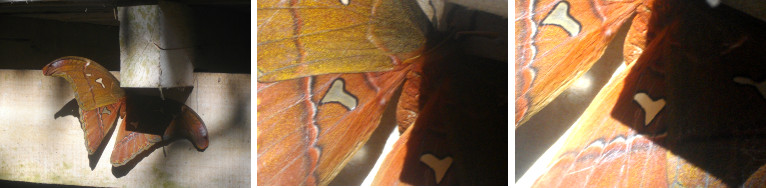 Images of large moth