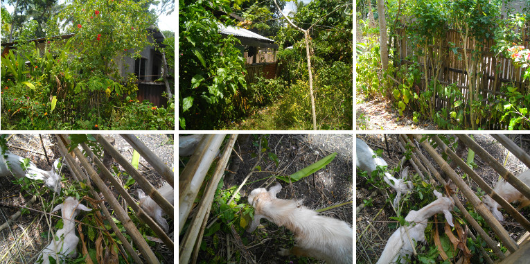 Images of goats being fed with hedge clippings