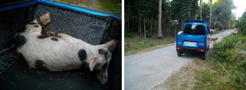 Images of pig in truck