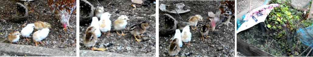 Images of newly hatched chicks