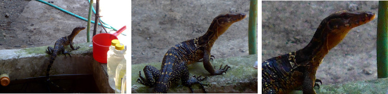 Images of Monitor Lizard by tropical garden water
        reservoir
